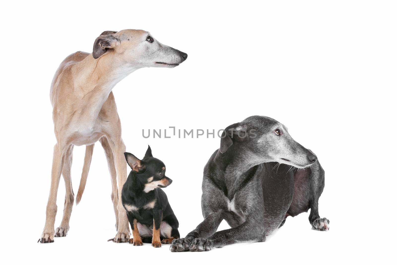 two greyhounds and a chihuahua in front of a white background