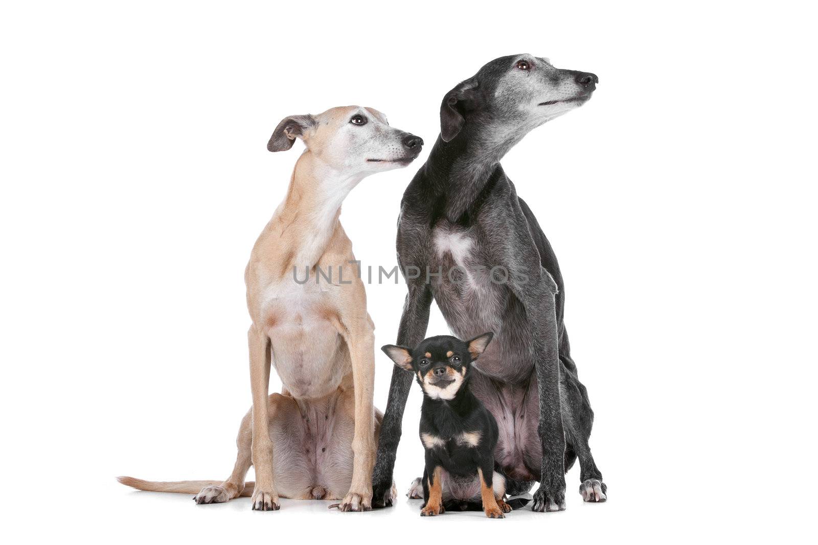 two greyhounds and a chihuahua in front of a white background