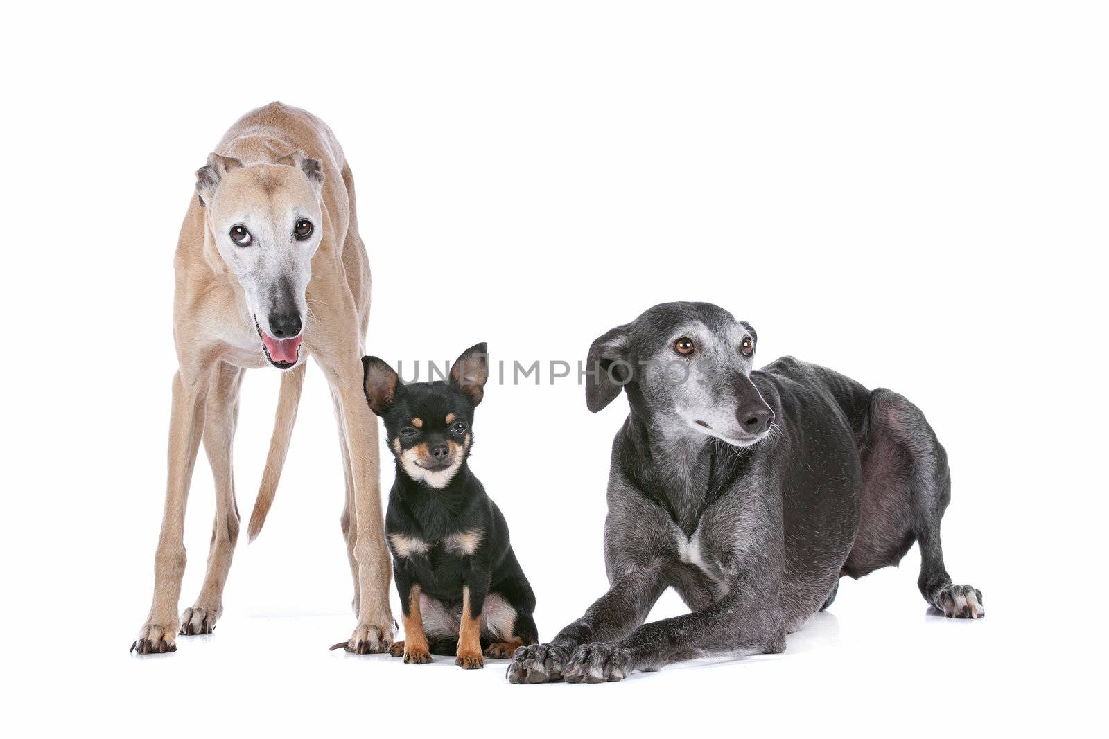 two greyhounds and a chihuahua in front of a white background