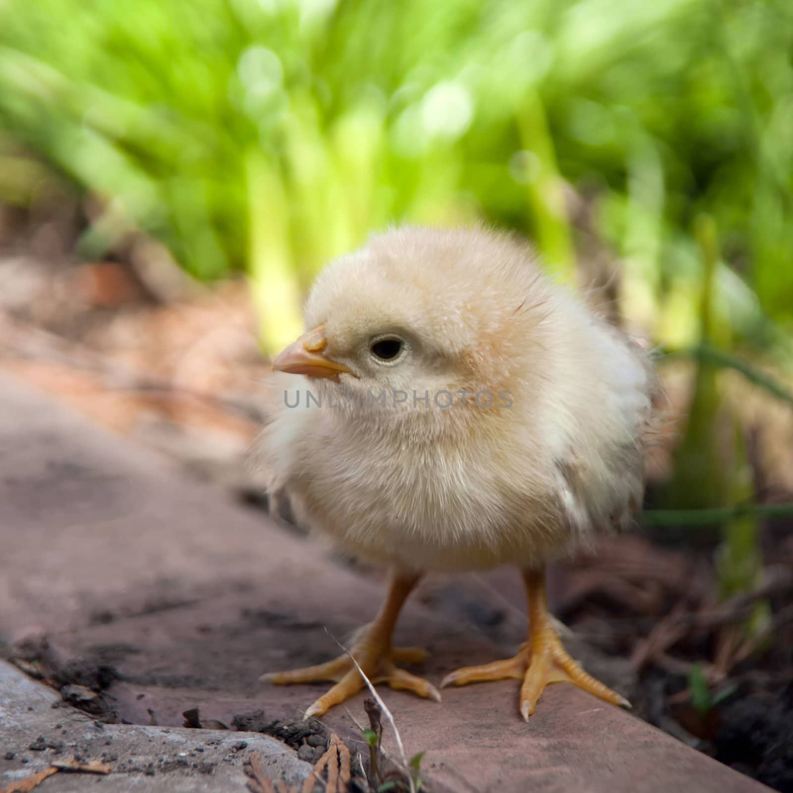 one baby chicken and green grass