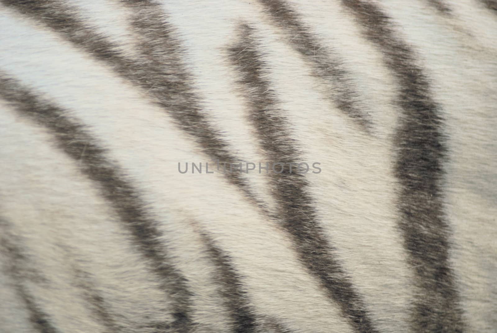white tiger skin close up, natural texture by svtrotof