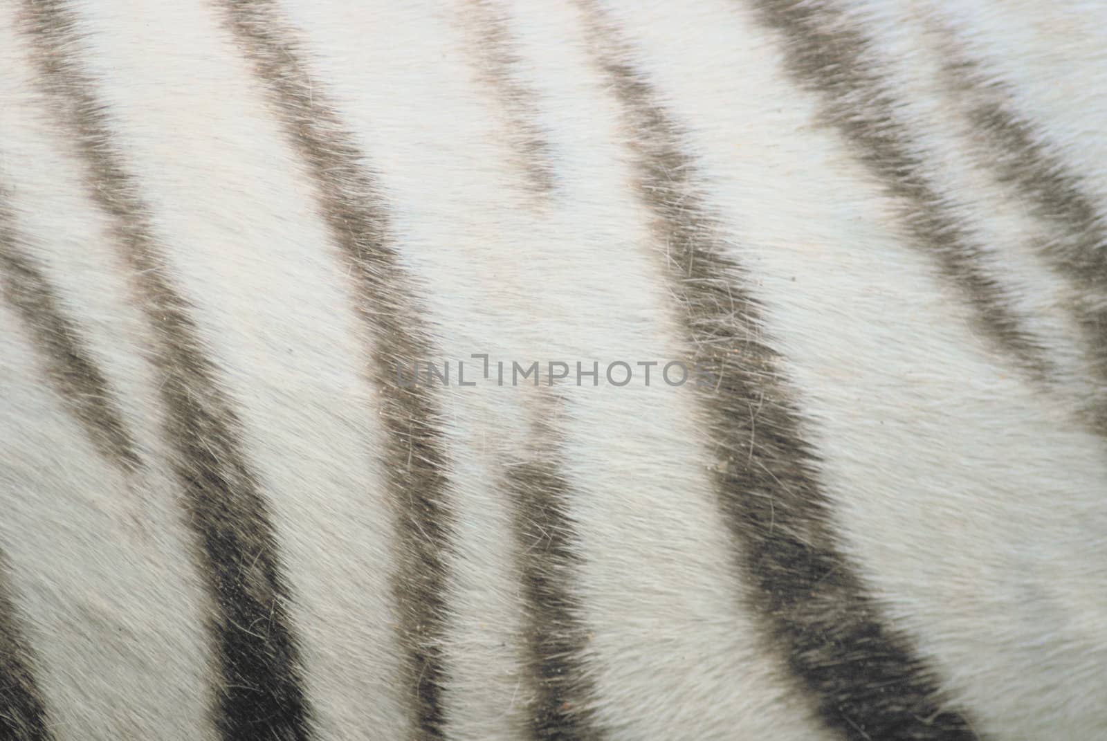 white tiger skin close up, natural texture by svtrotof
