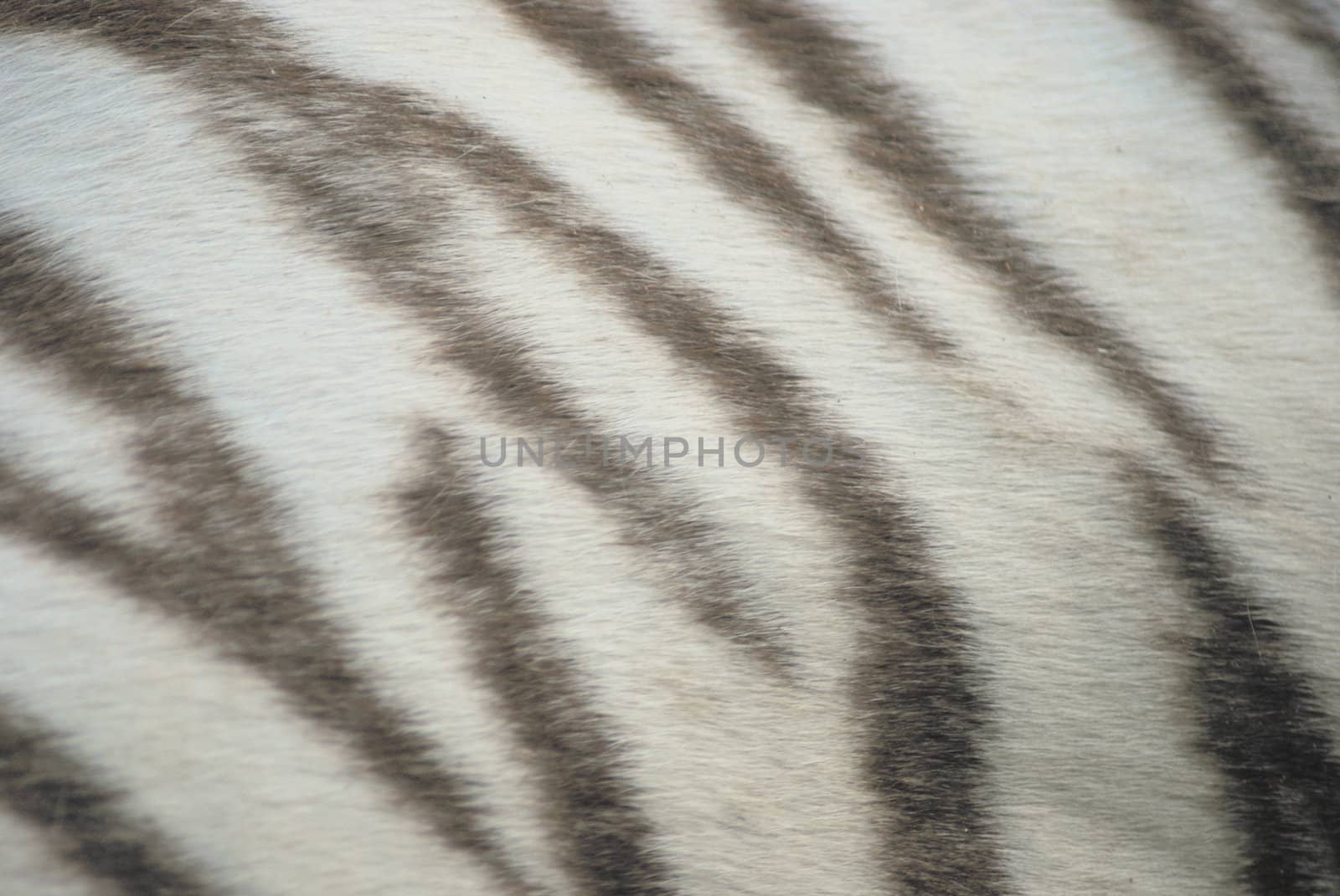 white tiger skin close up, natural texture