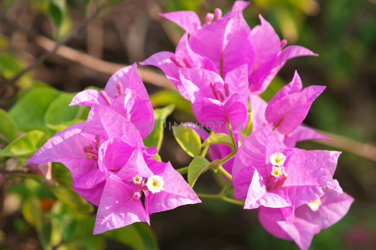 image of bright pink Bougainvillea