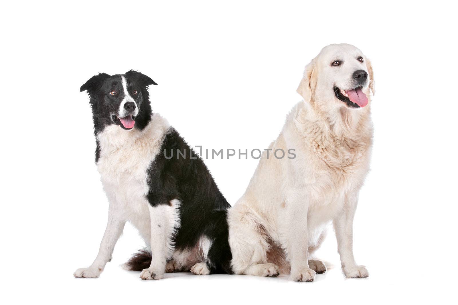 Golden Retriever and a border collie in front of a white background