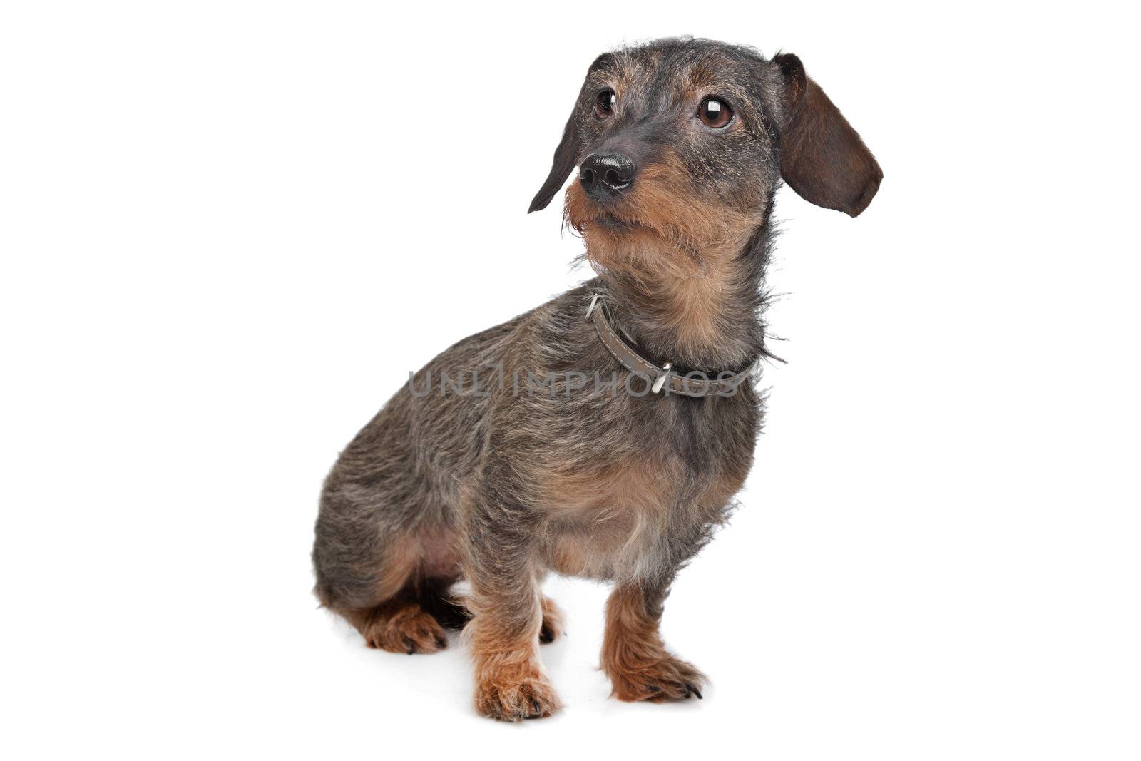 Wire-haired dachshund (Kaninchen Teckel) in front of white