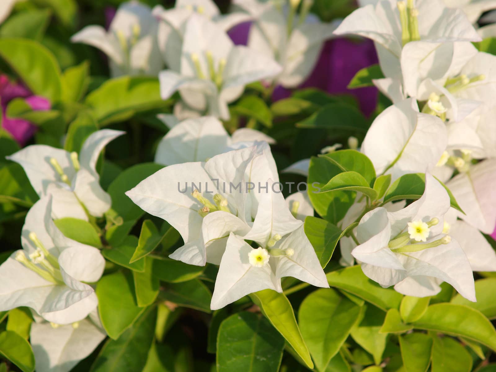 image of bright white Bougainvillea by jakgree