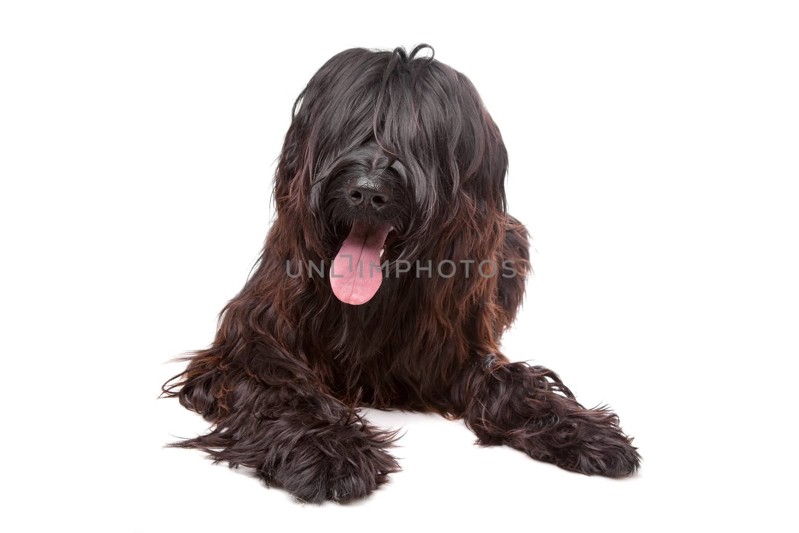 Briard dog in front of a white background