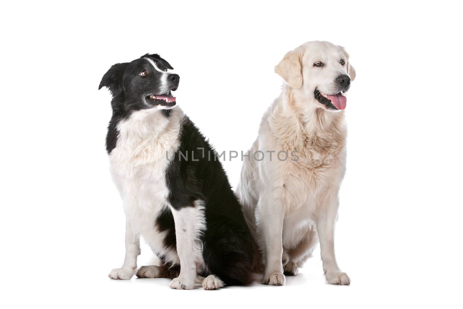 Golden Retriever and a border collie in front of a white background