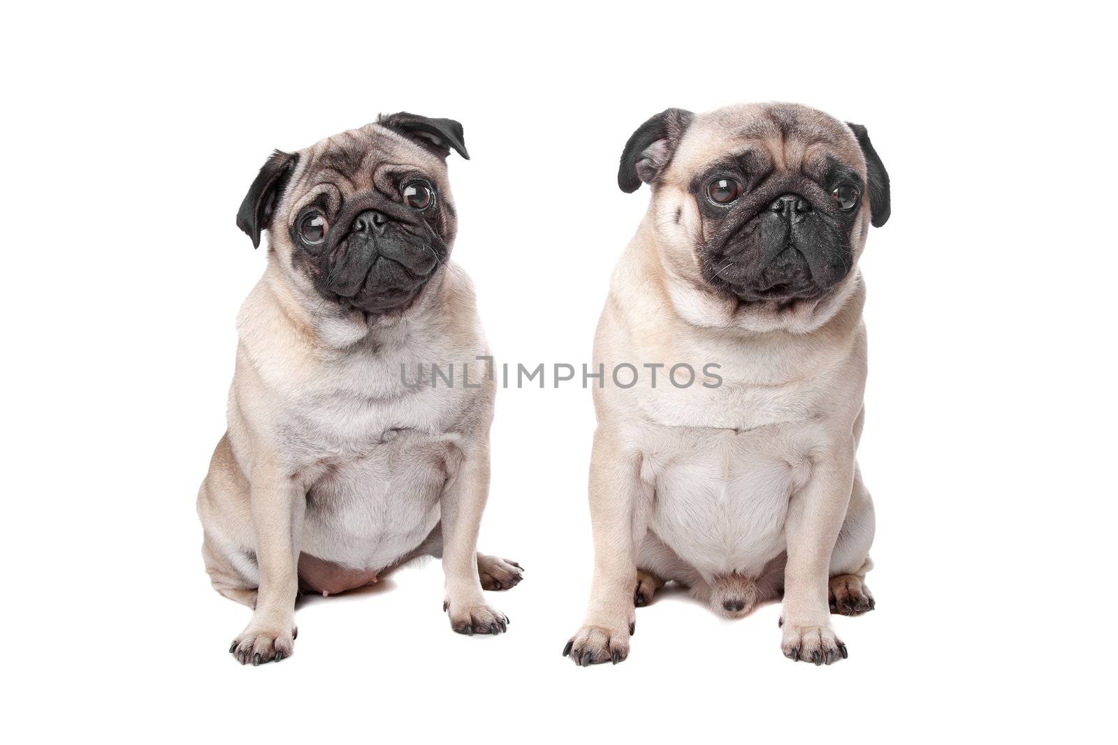 two pug dogs in front of a white background