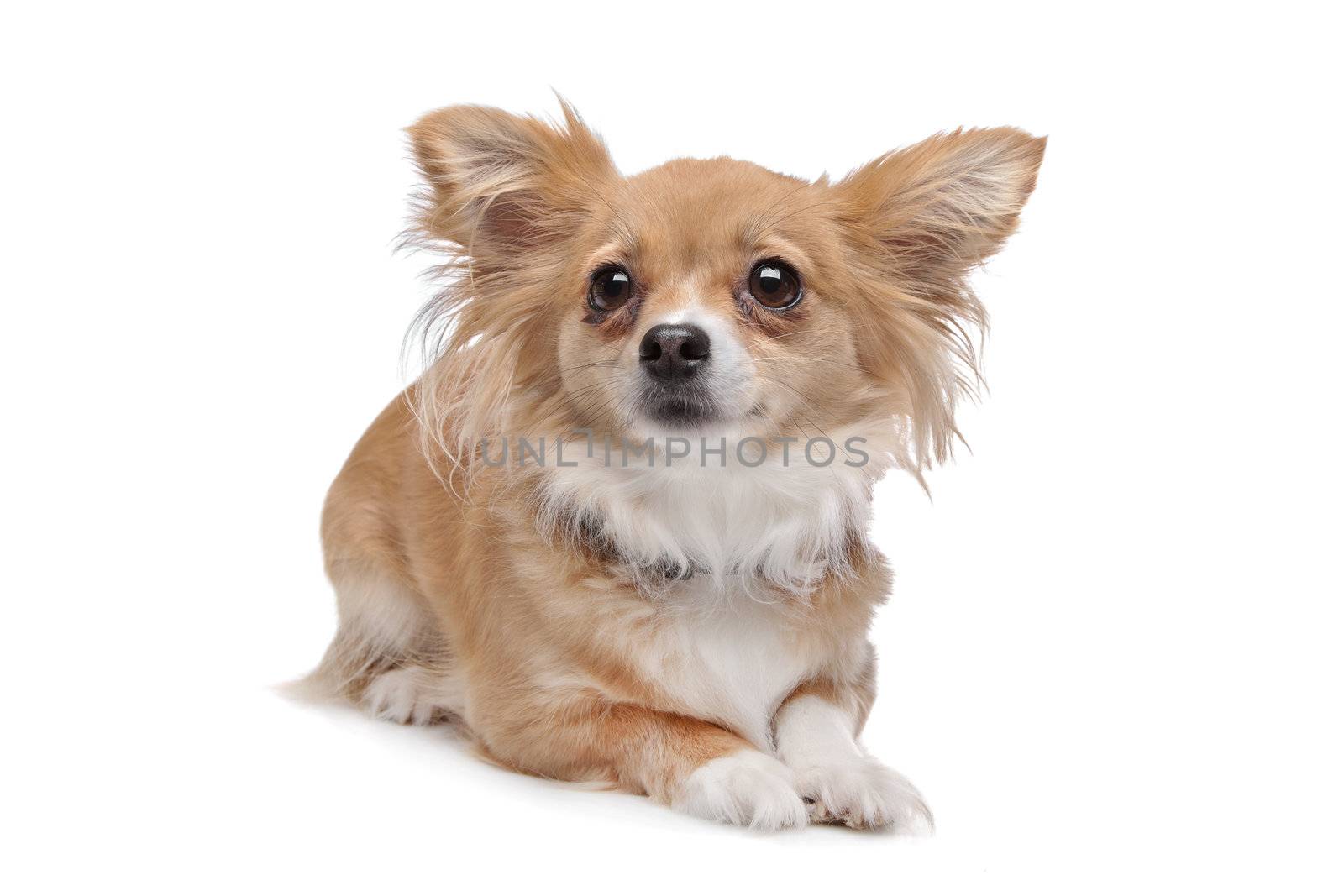 mixed breed Chihuahua in front of a white background