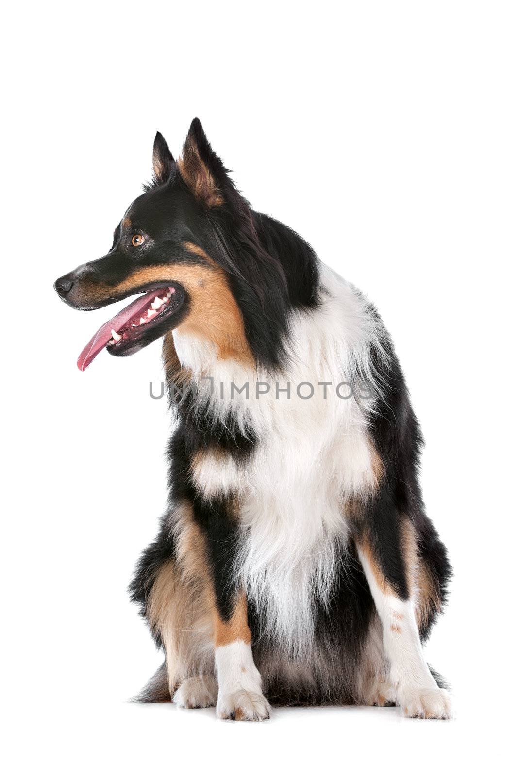 Border Collie sheepdog in front of a white background