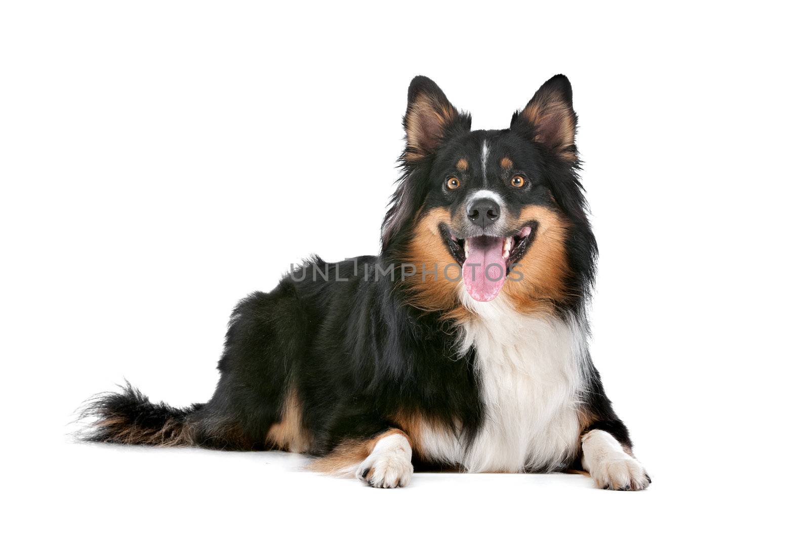 Border Collie sheepdog in front of a white background