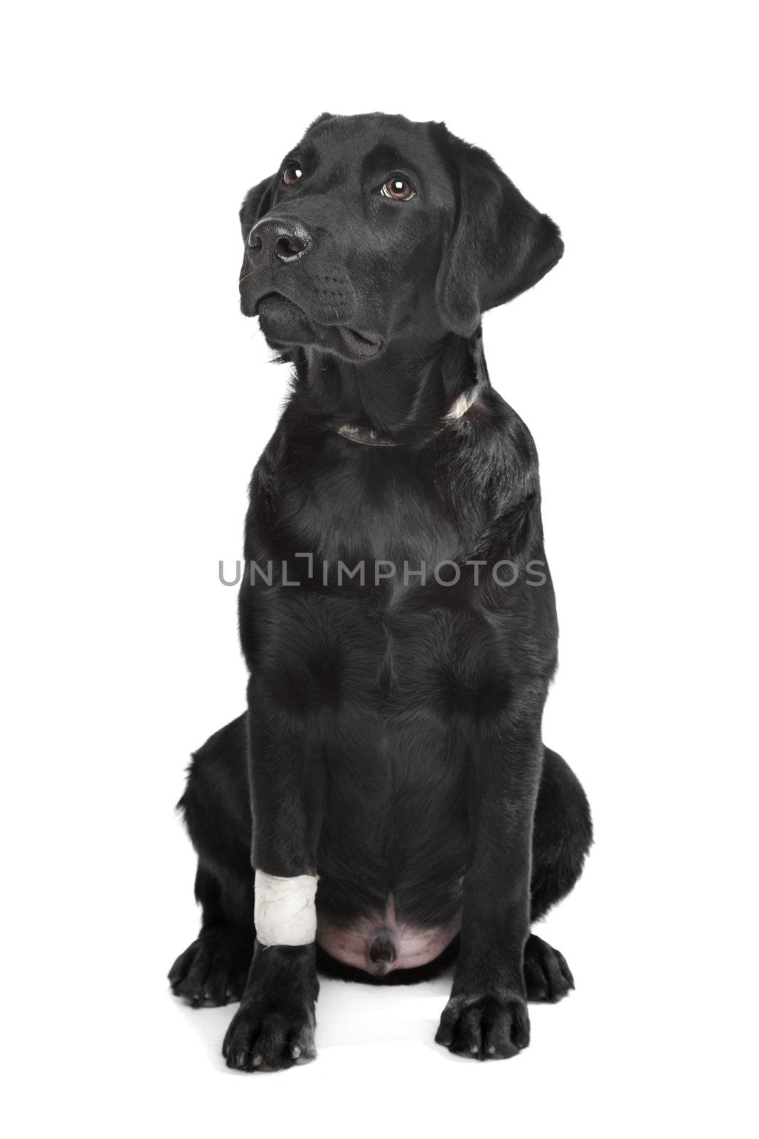 Black Labrador puppy with plaster