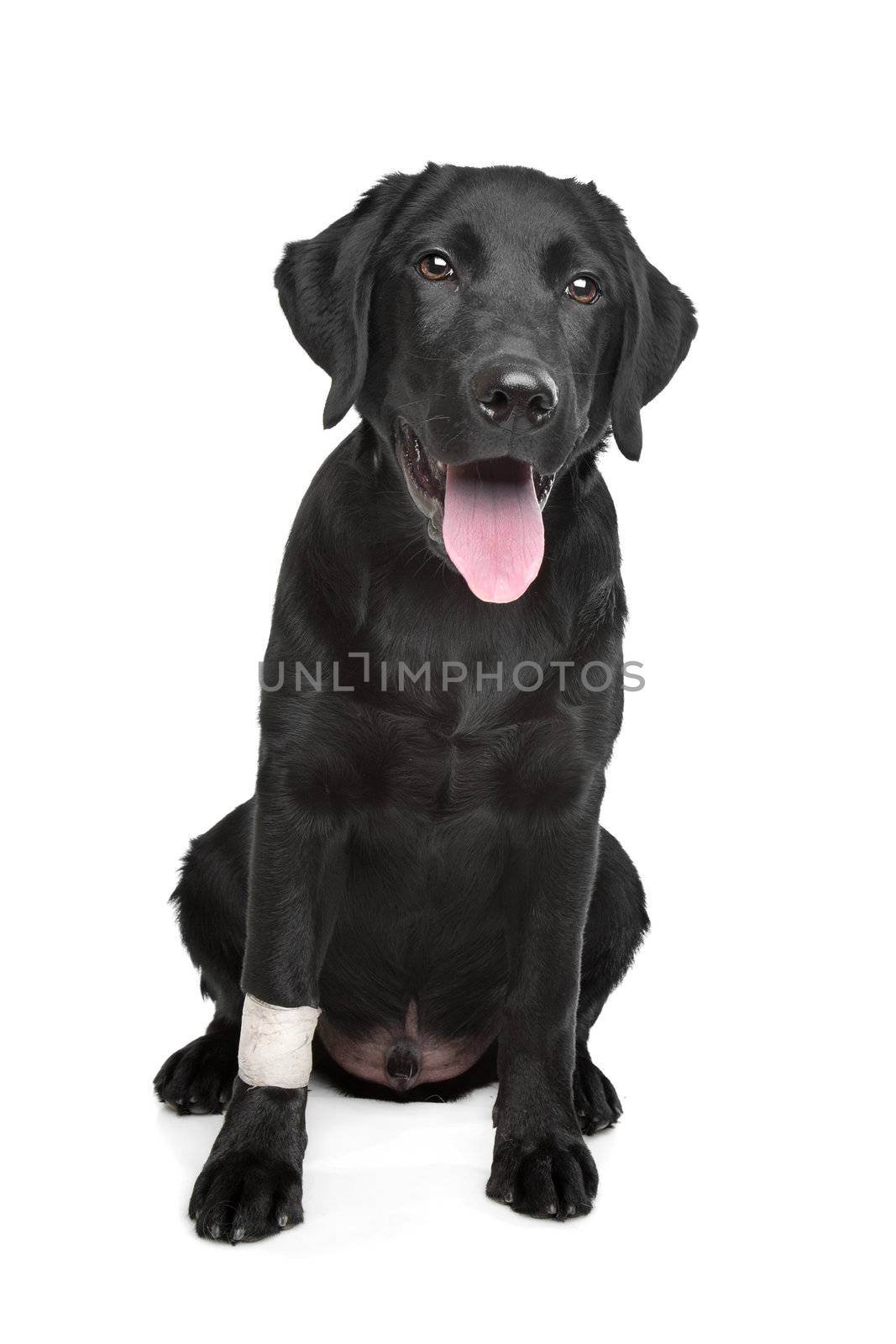 Black Labrador puppy with plaster