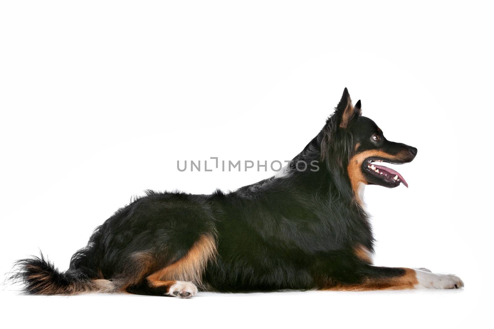 Border Collie sheepdog in front of a white background