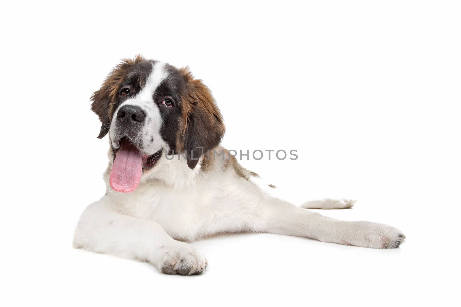 St Bernard puppy in front of a white background