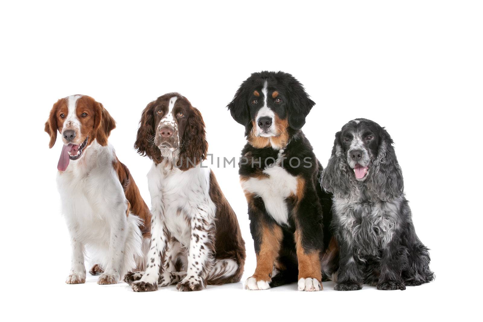 two springer spaniels, one bernese mountain dog puppy and a cocker spaniel
