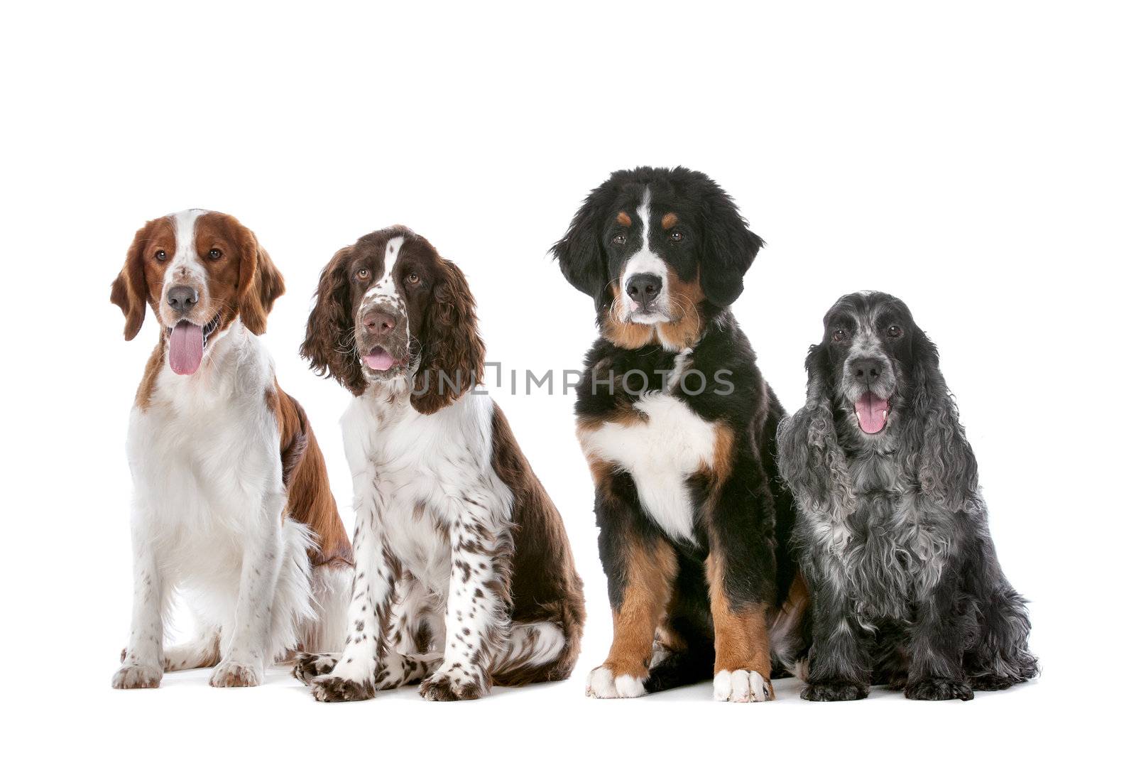 two springer spaniels, one bernese mountain dog puppy and a cocker spaniel