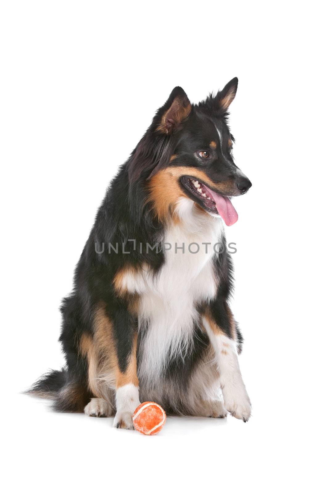 Border Collie sheepdog in front of a white background