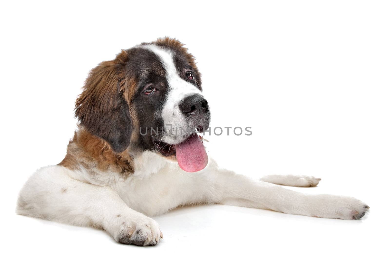 St Bernard puppy in front of a white background