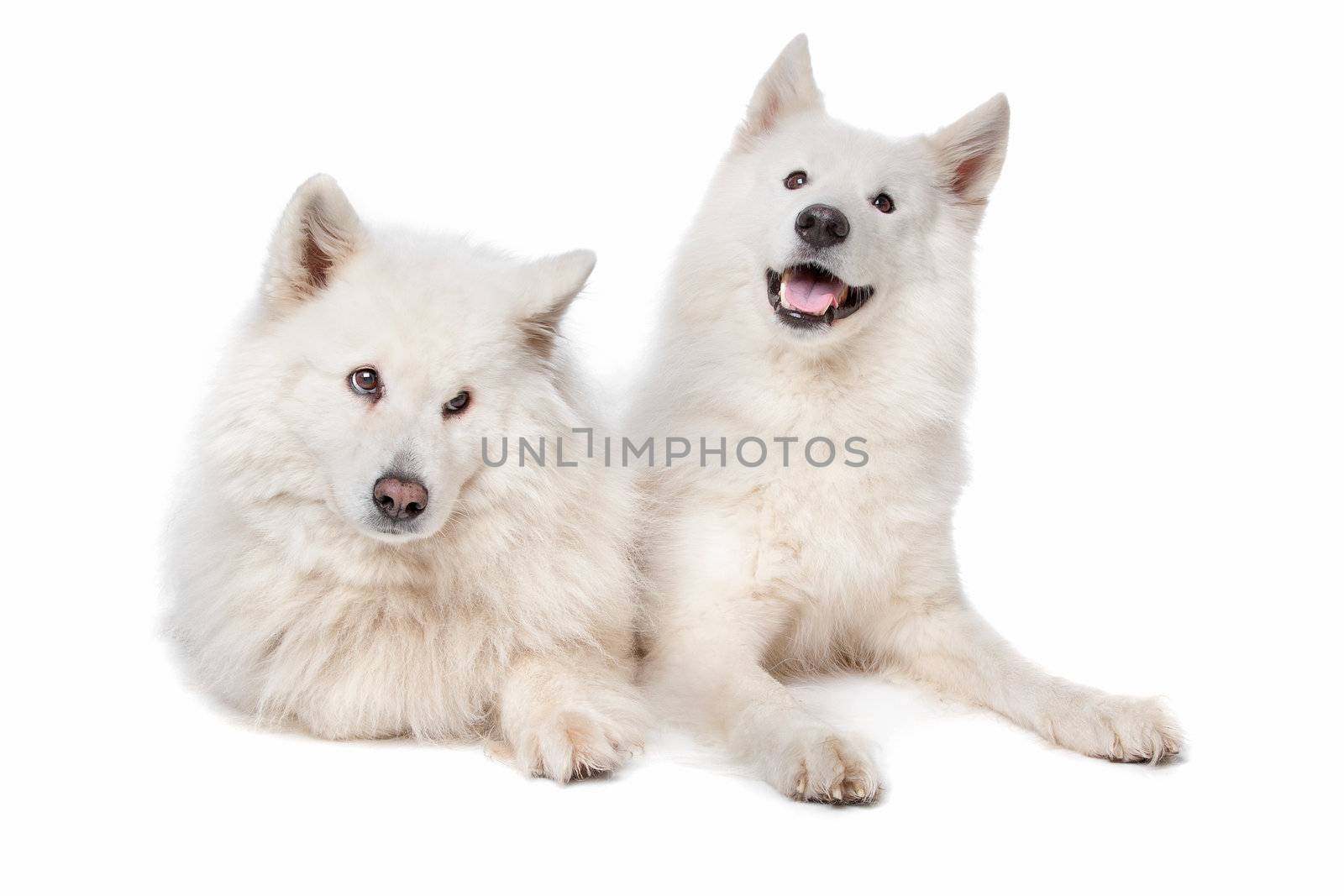 two Samoyed dogs in front of a white background