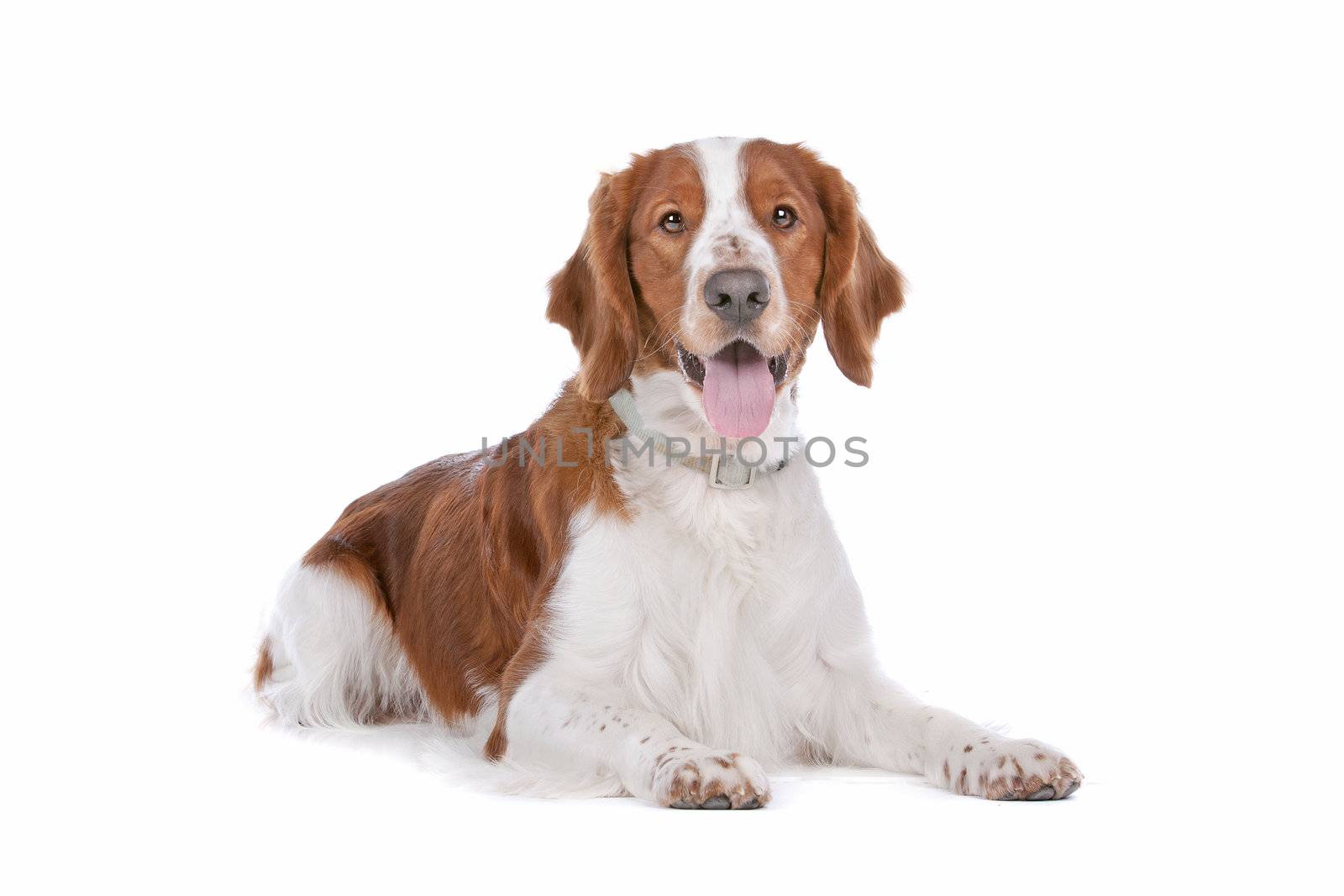 Springer Spaniel in front of a white background