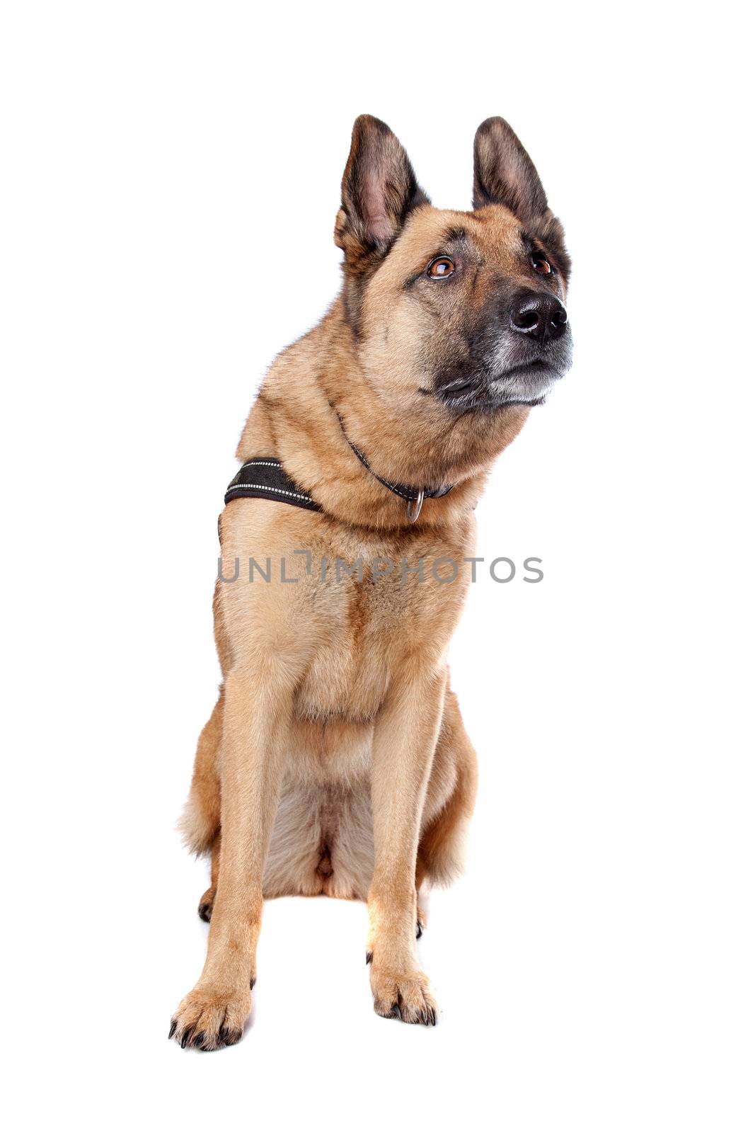 German Shepherd dog sitting, isolated on a white background