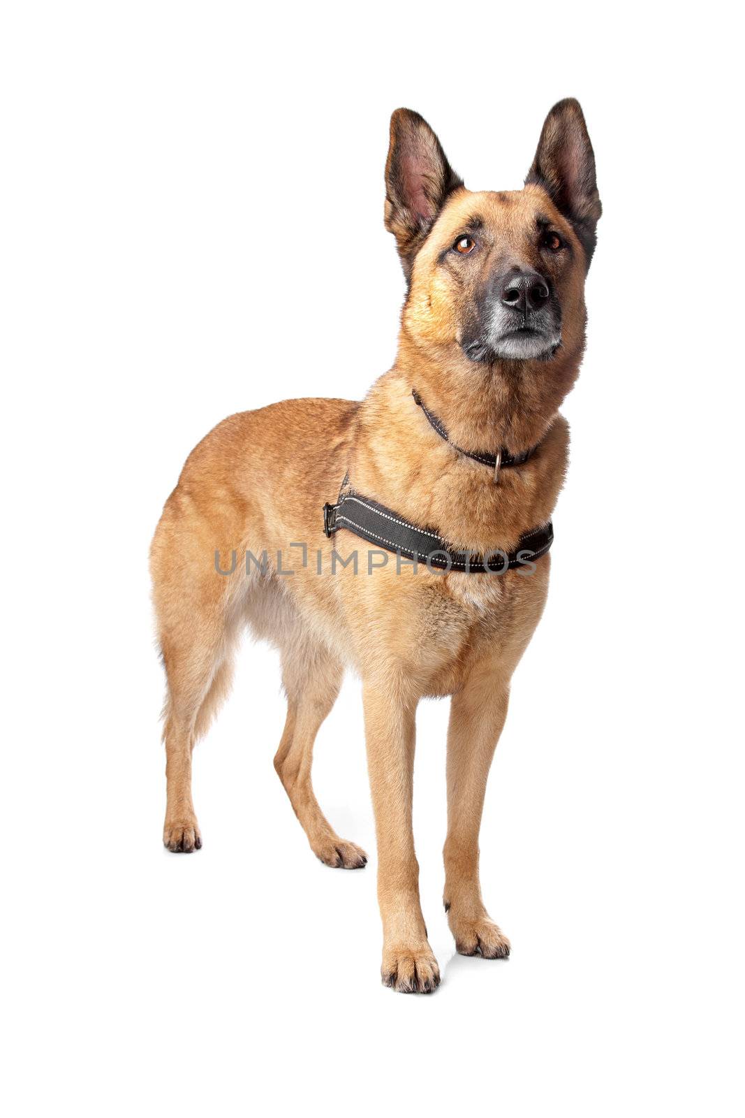 German Shepherd dog looking away, isolated on a white background