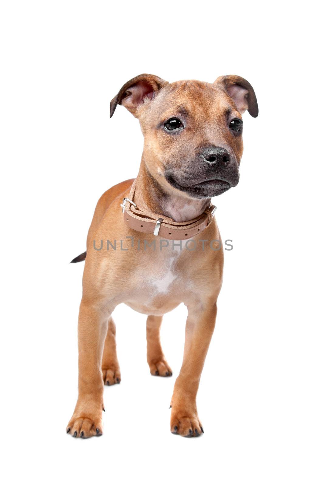 Staffordshire Bull Terrier puppy in front of a white background