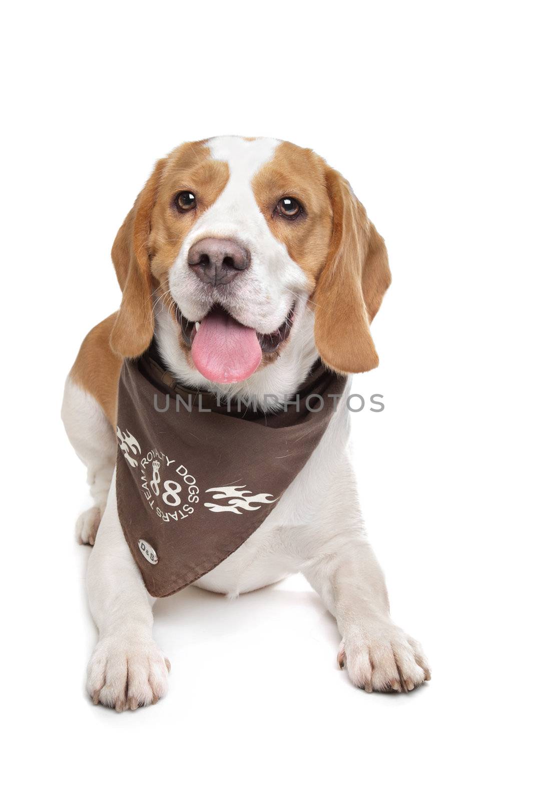 Beagle hound in front of a white background