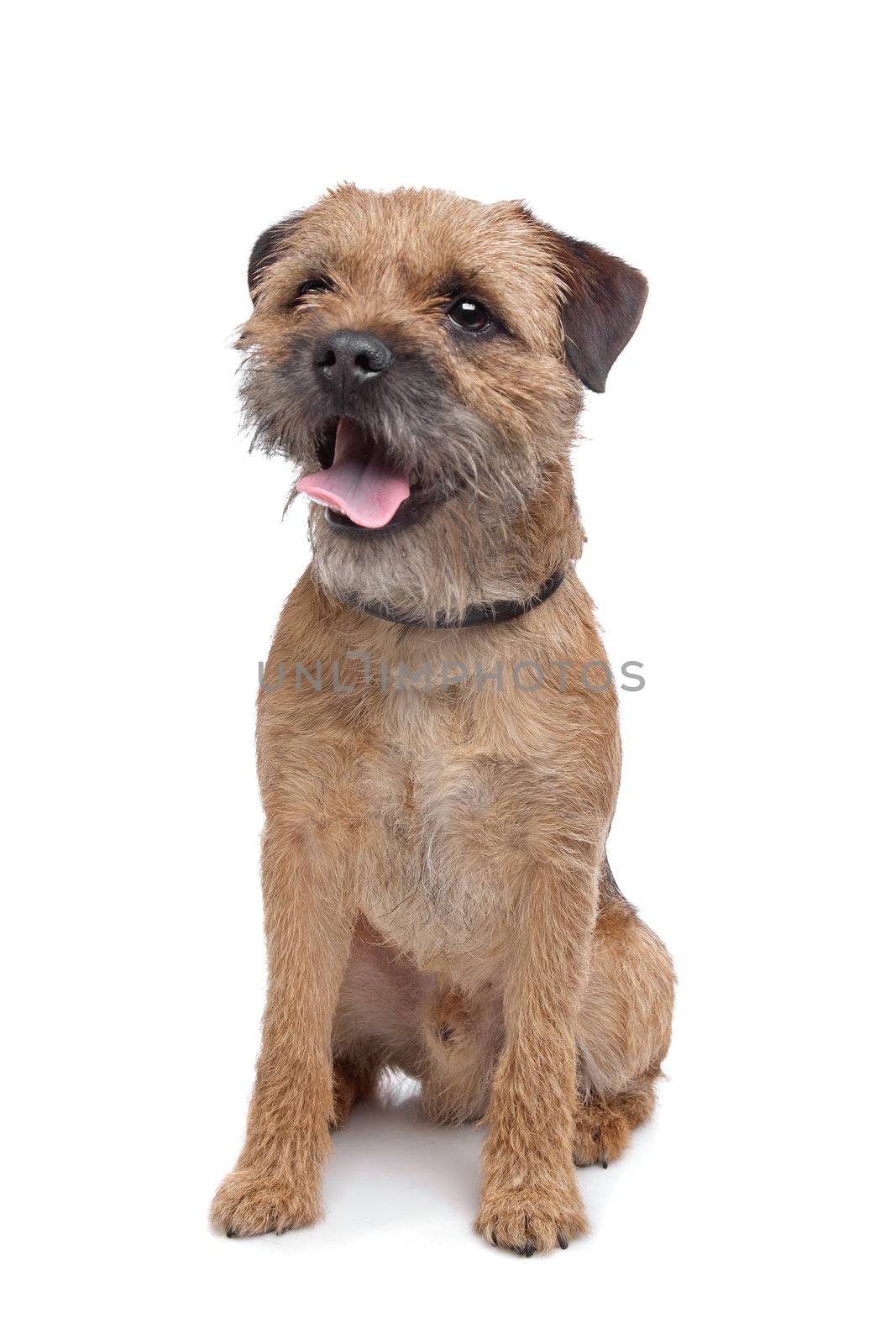 Border Terrier in front of a white background