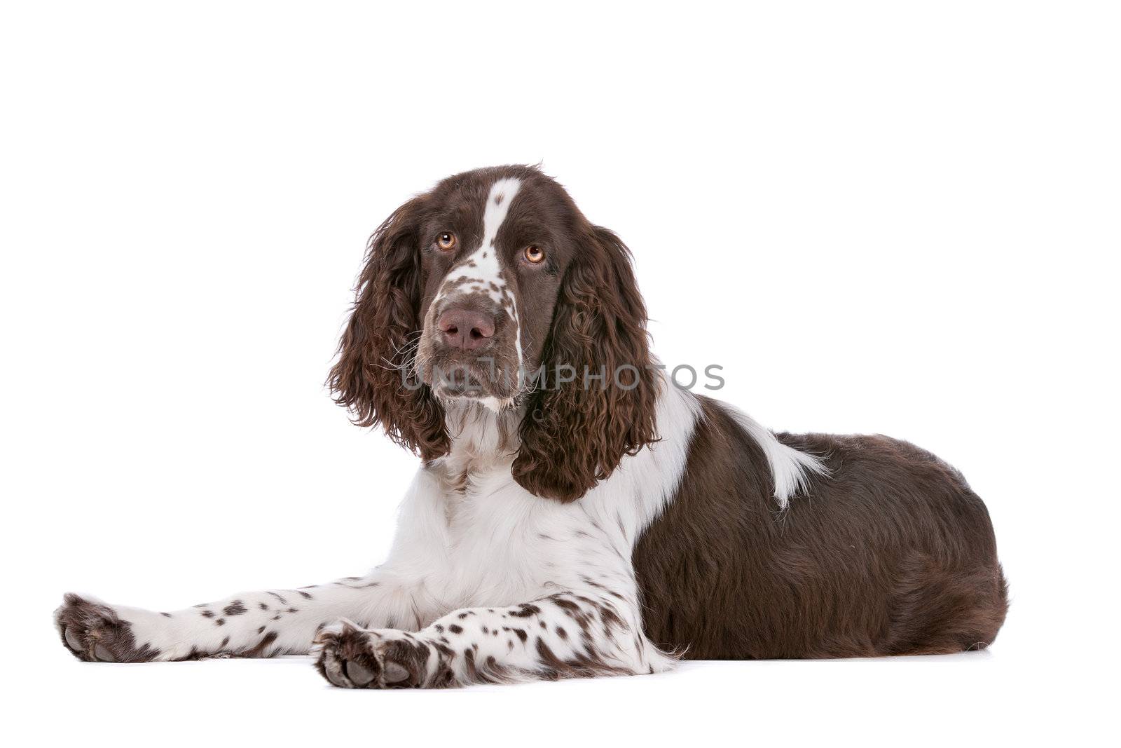 Springer Spaniel in front of a white background