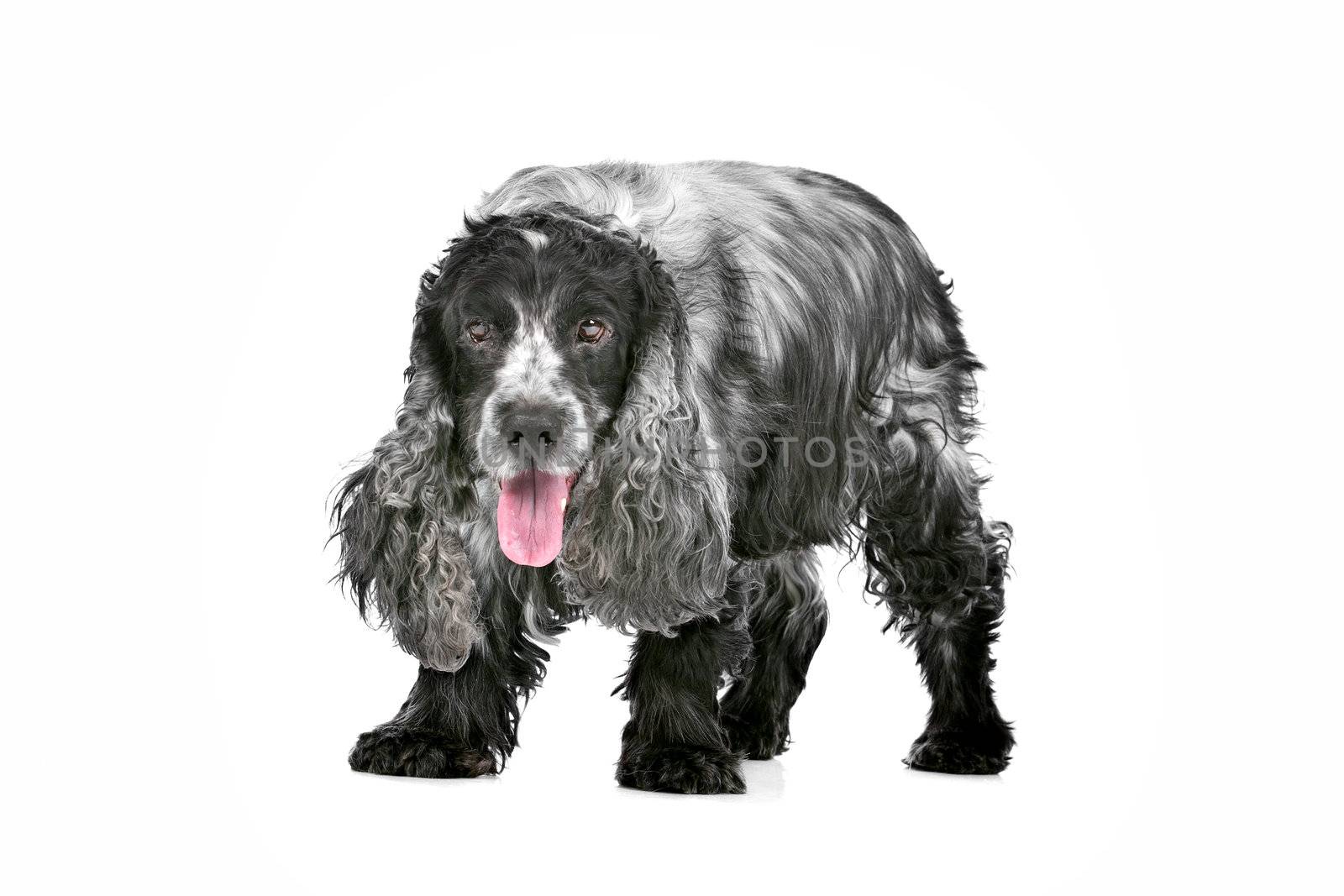 blue roan cocker spaniel in front of a white background