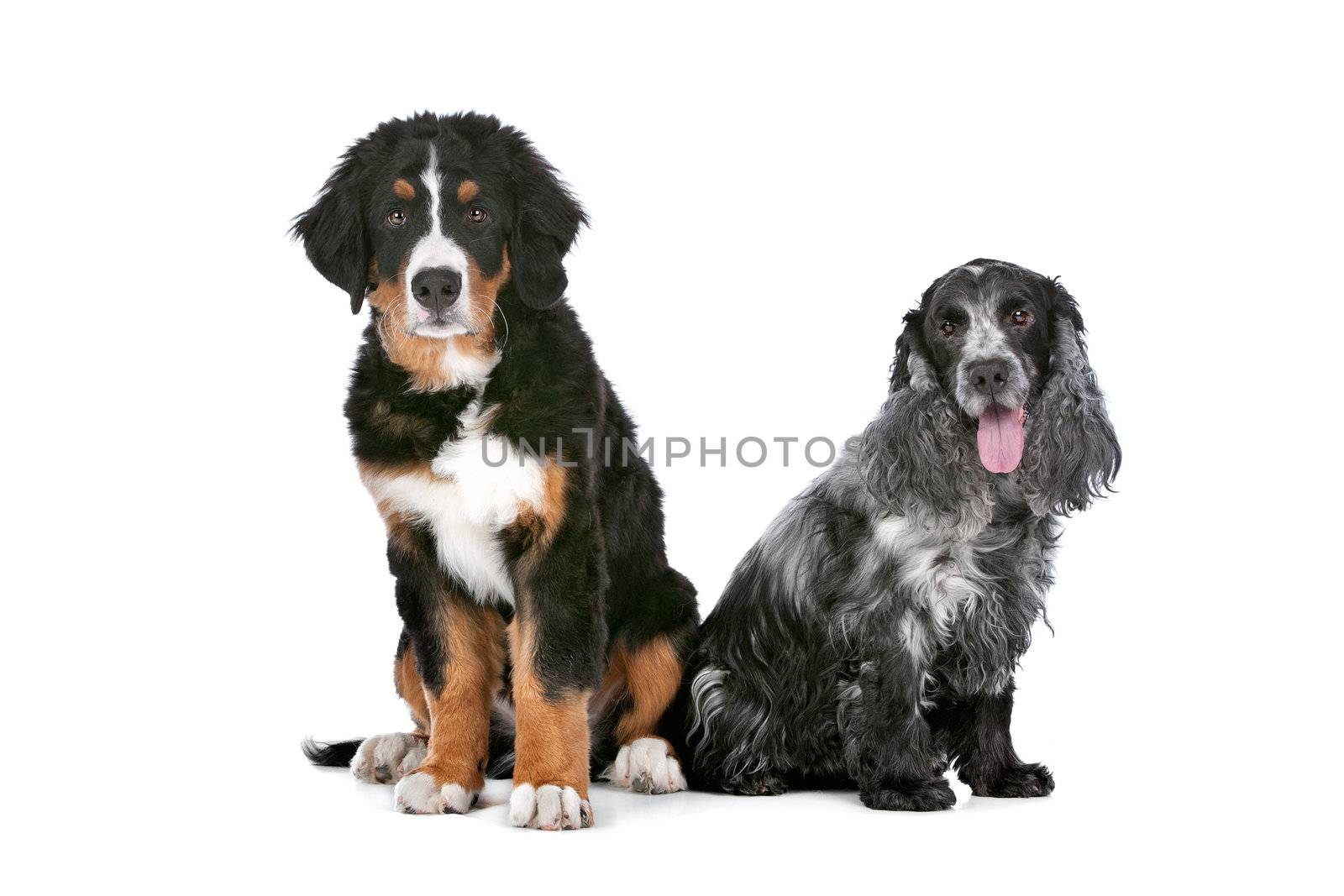 Bernese Mountain dog puppy and a cocker spaniel in front of a white background