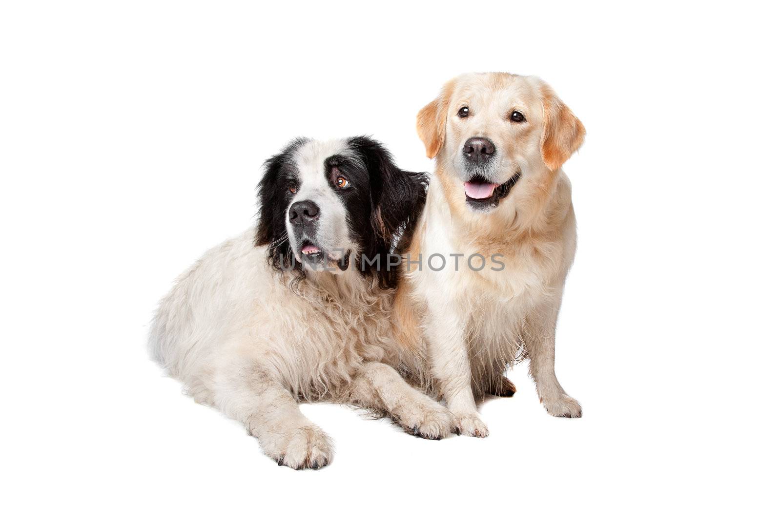 Landseer dog and a labrador retriever on a white background