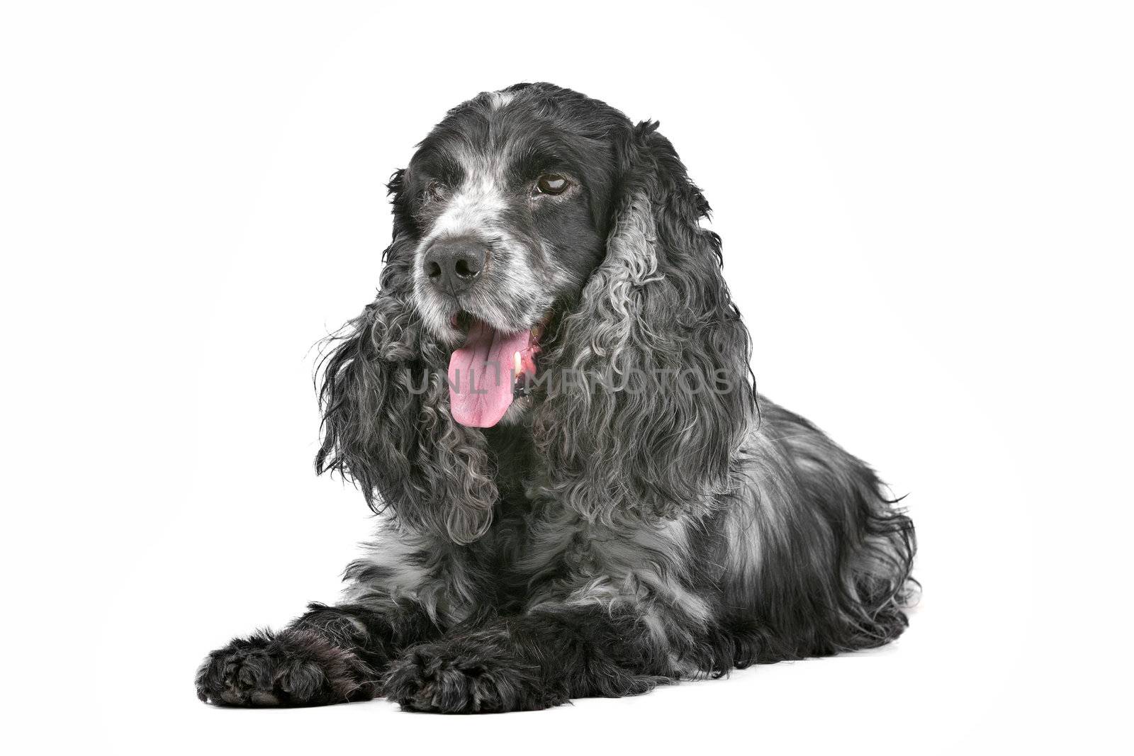 blue roan cocker spaniel in front of a white background