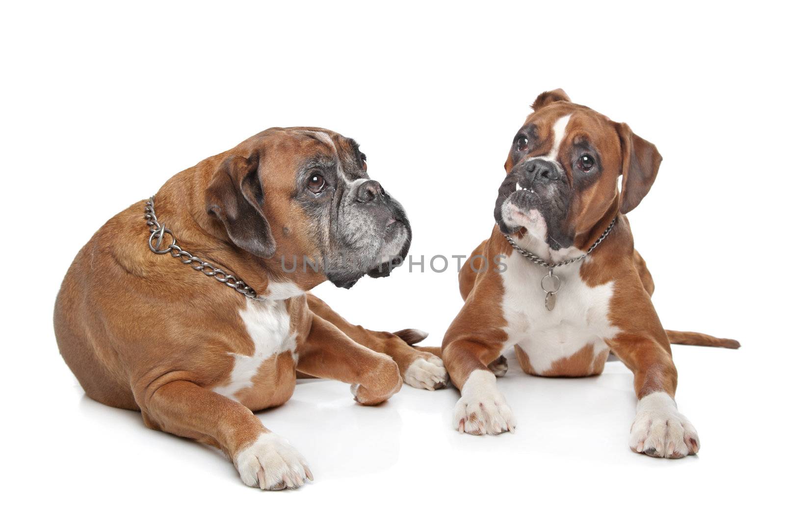 Two plain fawn Boxer dogs in front of a white background