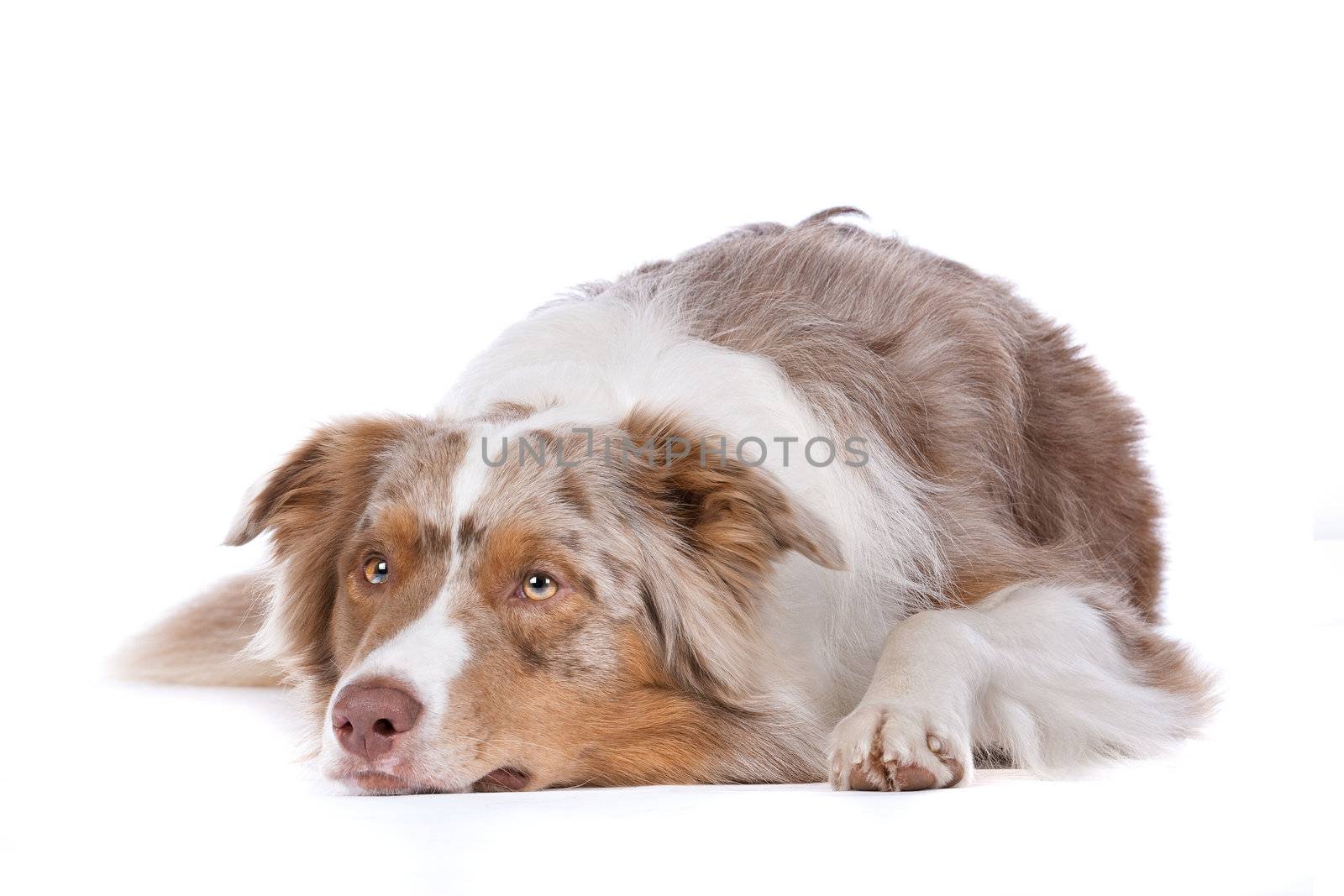 Australian shepherd in front of a white background