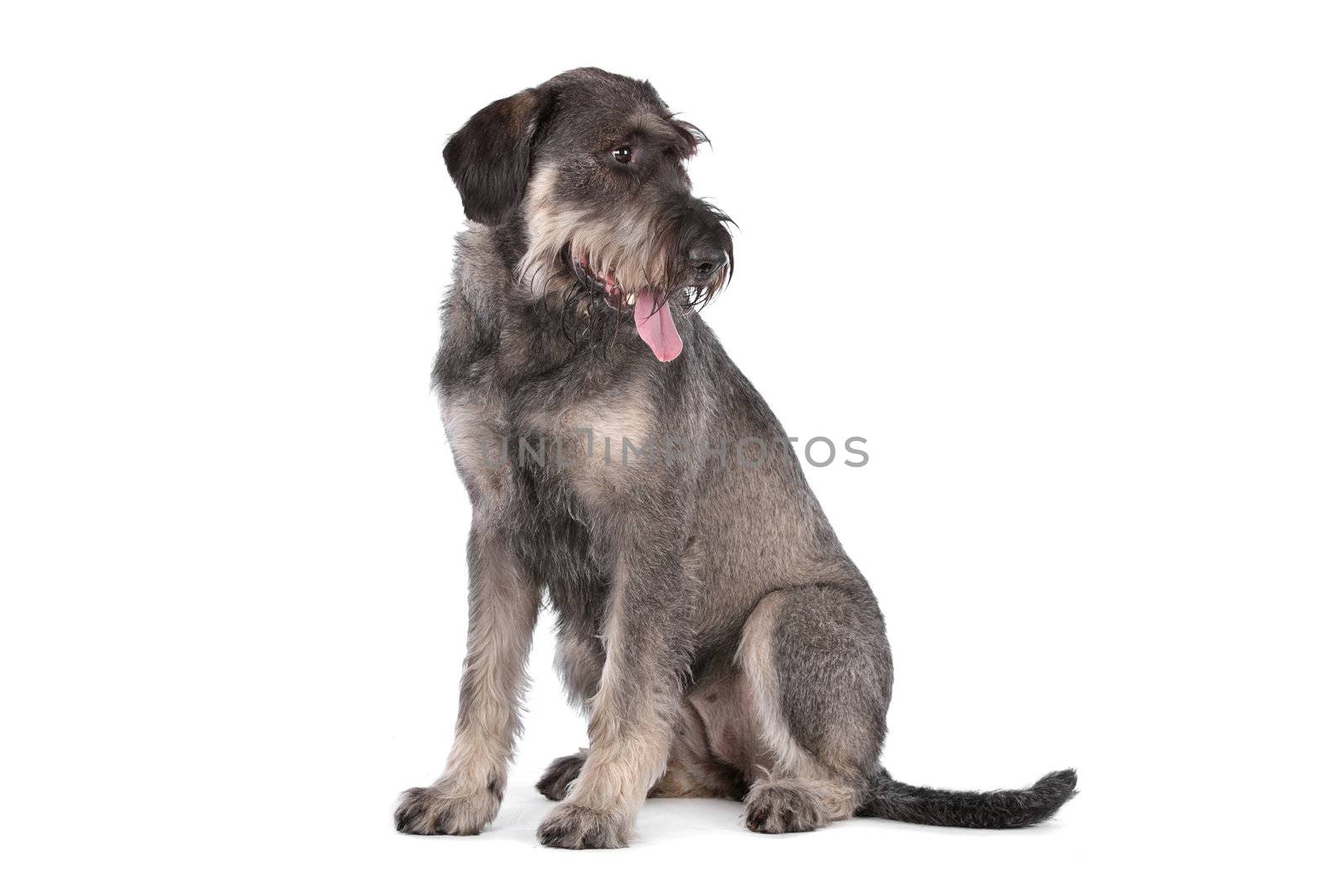 giant schnauzer in front of a white background