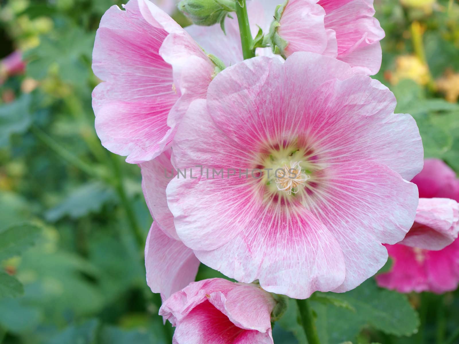 Pink hollyhock (Althaea rosea) blossoms