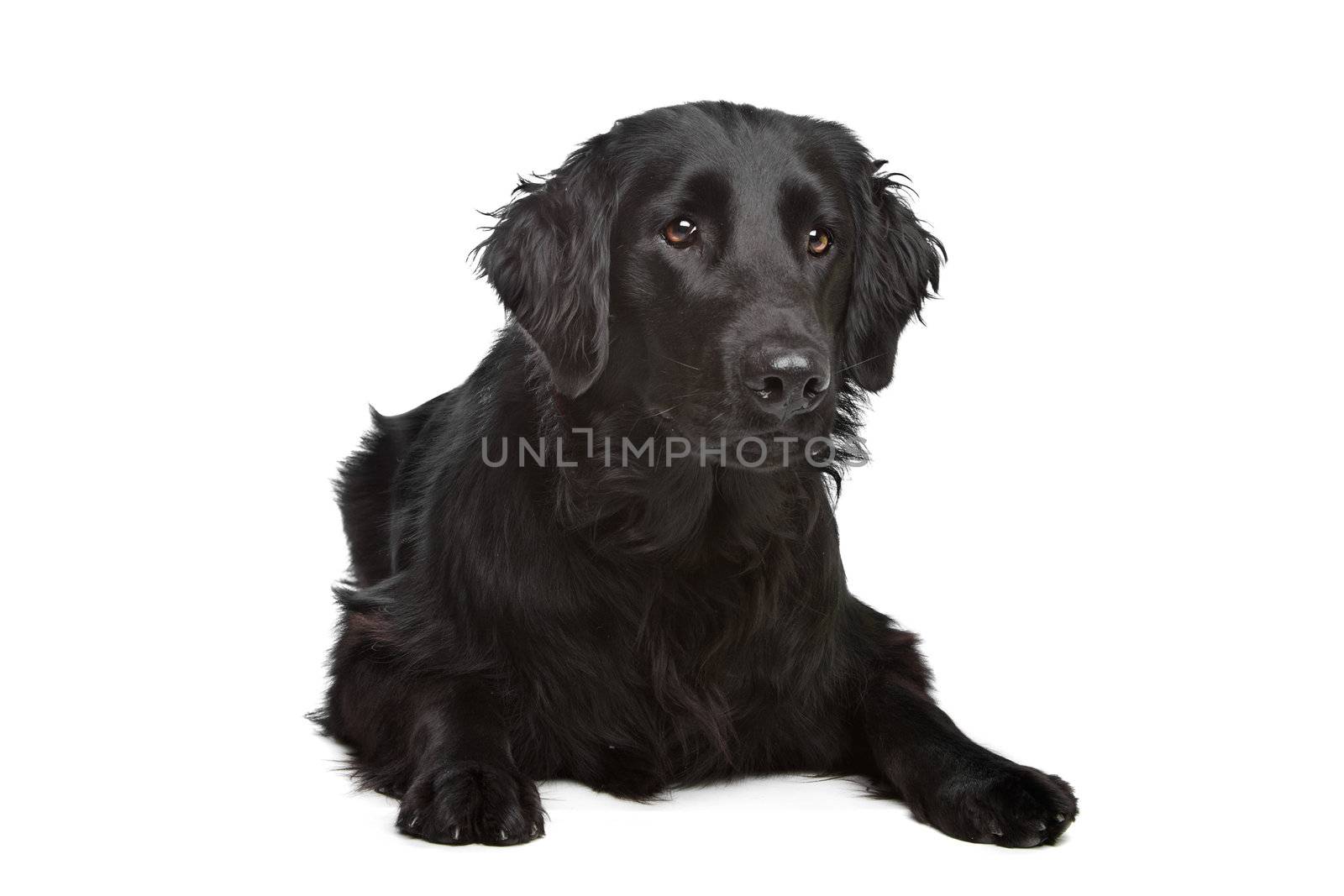 Flat-Coated Retriever in front of a white background