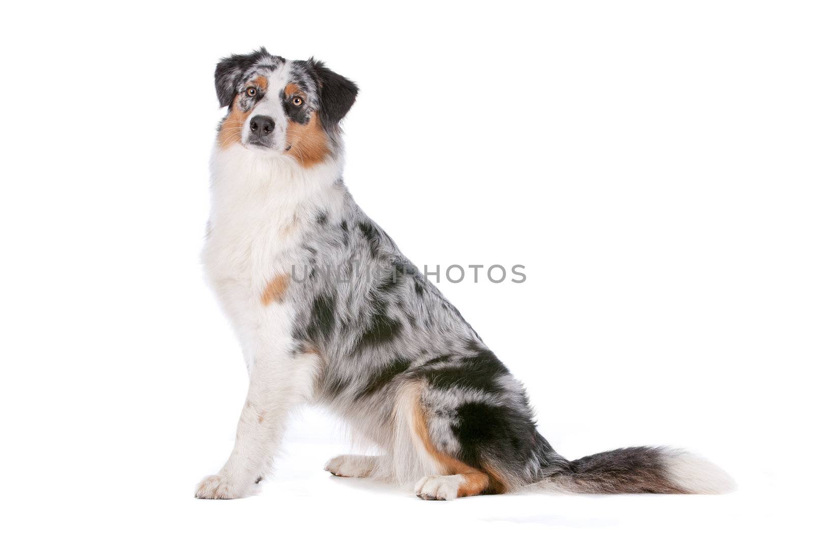 Australian shepherd in front of a white background