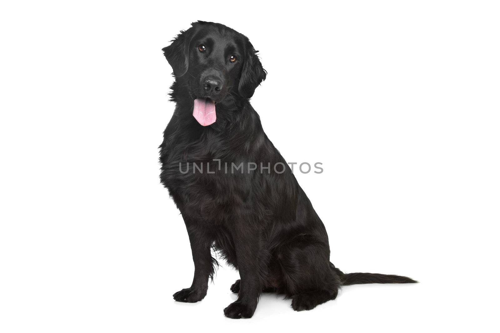 Flat-Coated Retriever in front of a white background