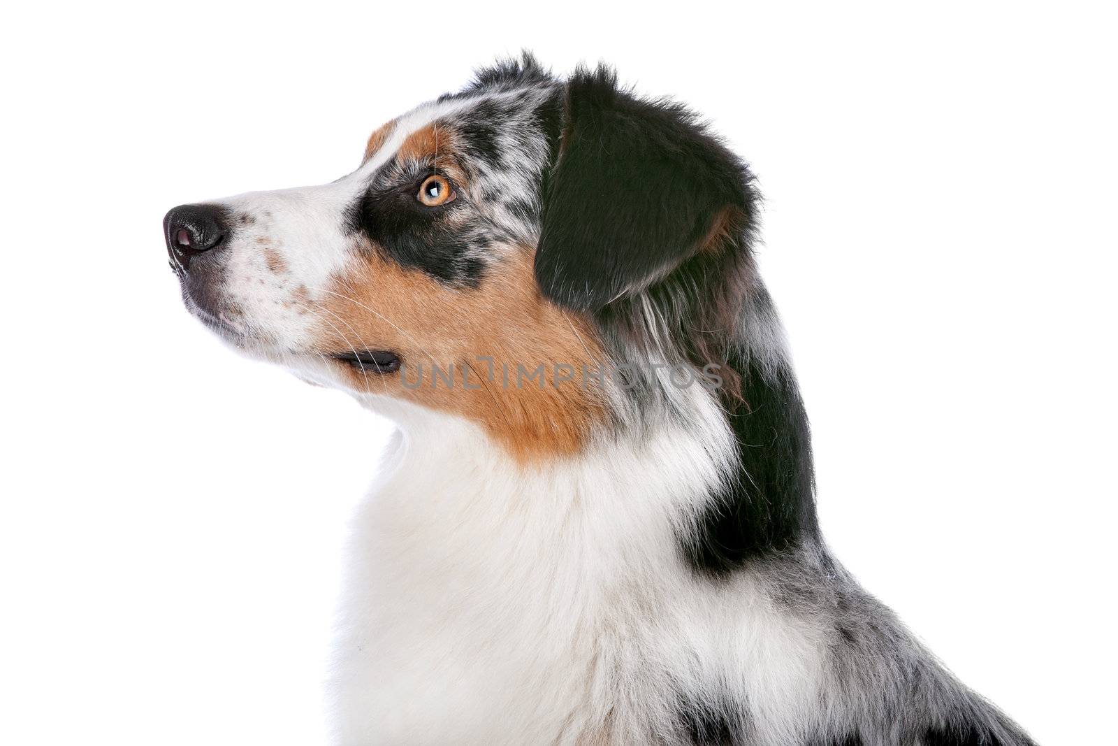 Australian shepherd in front of a white background