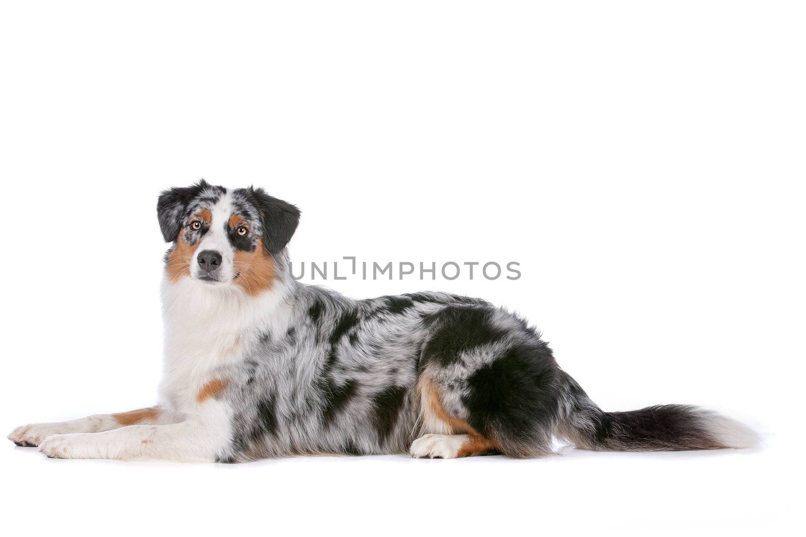 Australian shepherd in front of a white background