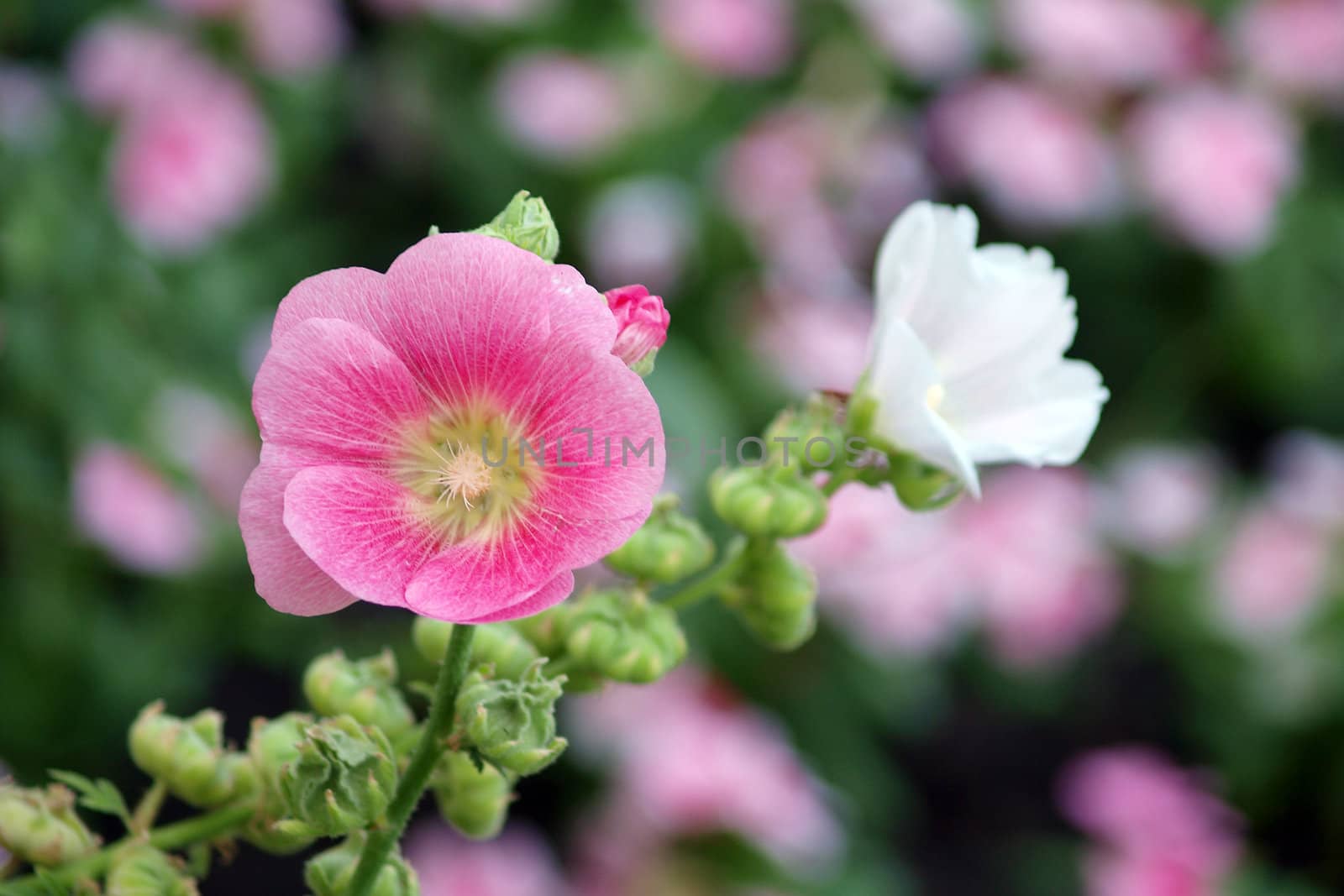 Pink hollyhock (Althaea rosea) blossoms 