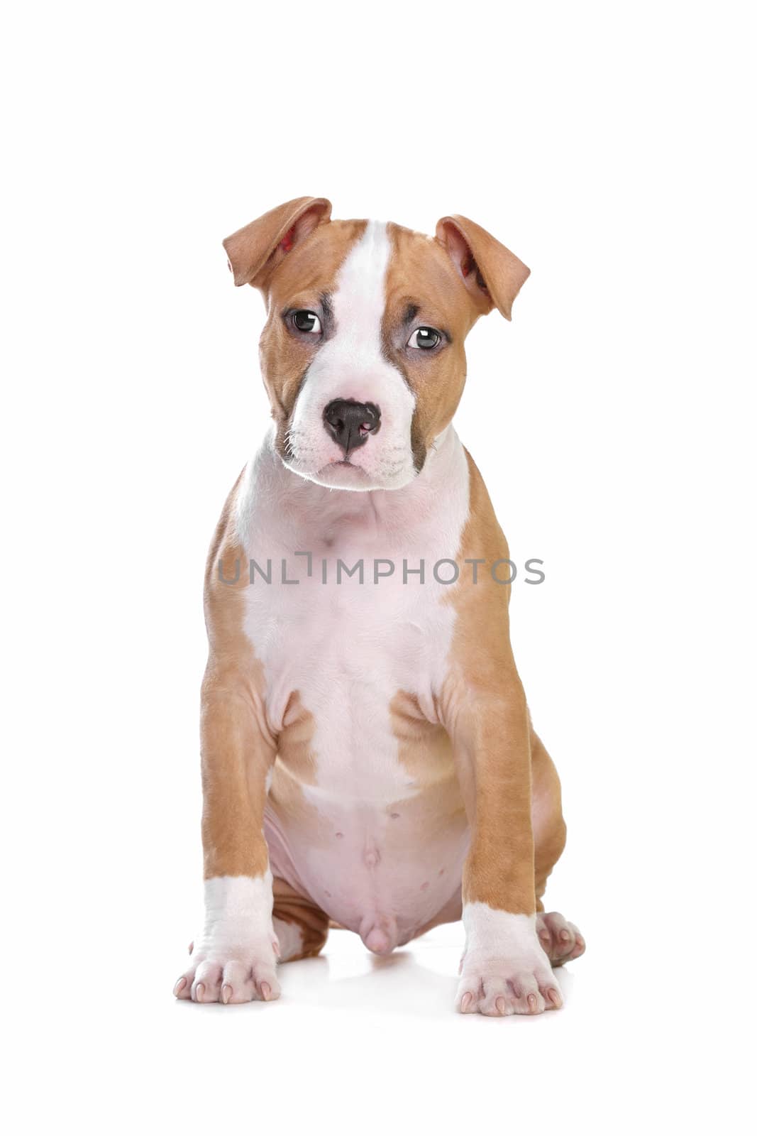 American Staffordshire Terrier pup in front of white