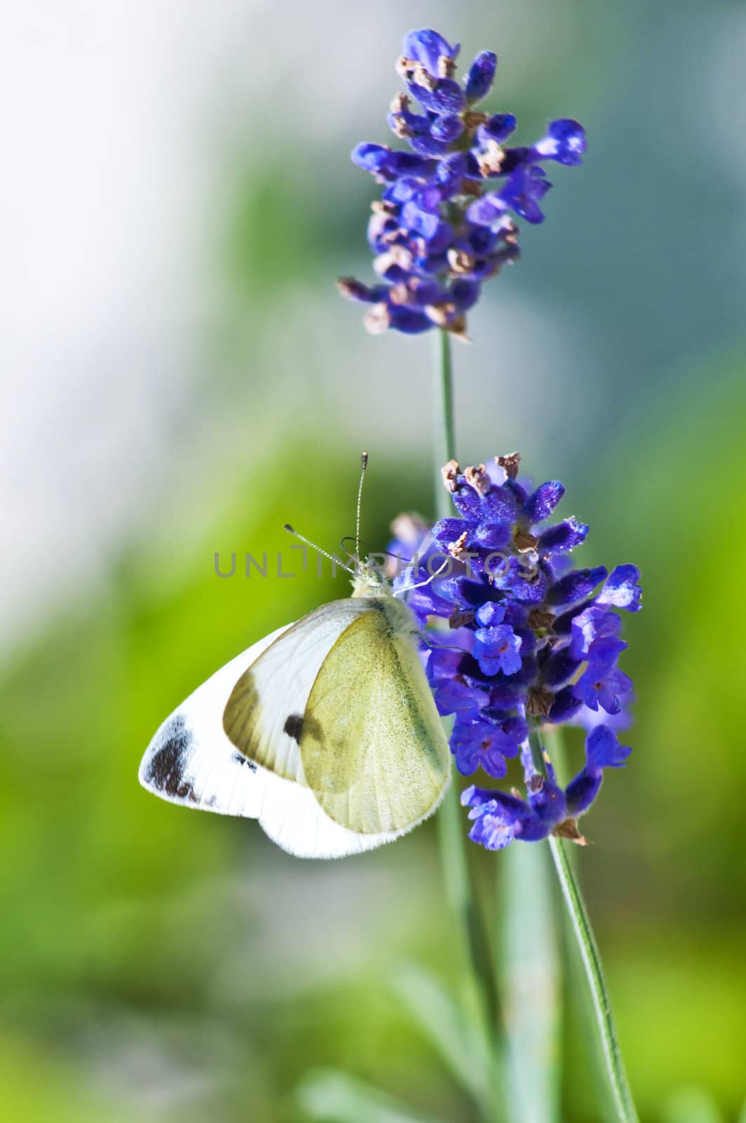 Green-veined White, Pieris napi on lavender