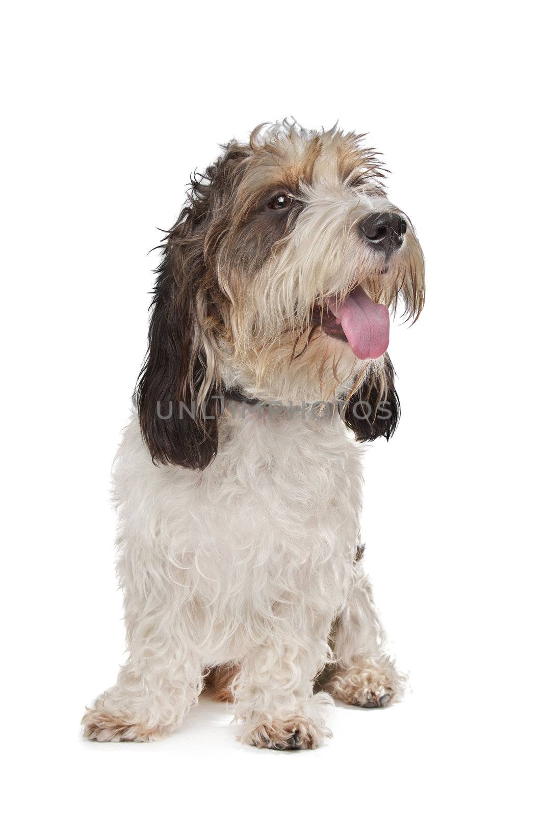 Basset Griffon Vendeen in front of a white background